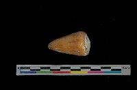 藏品(紫霞芋螺)的圖片